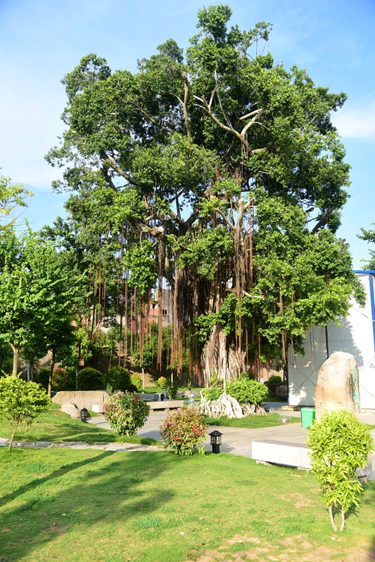 DSC_9132 - 副本.JPG