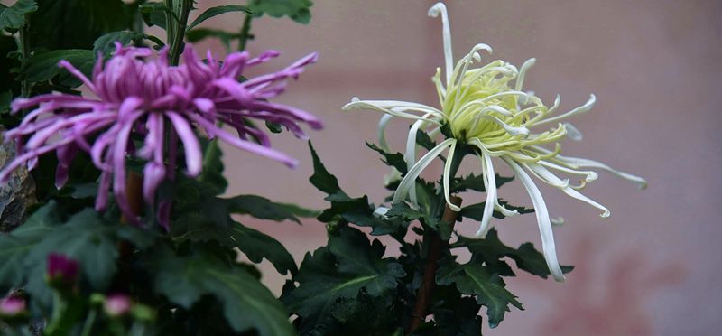 DSC_1914.JPG