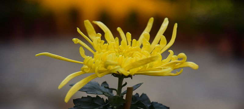 DSC_1915.JPG