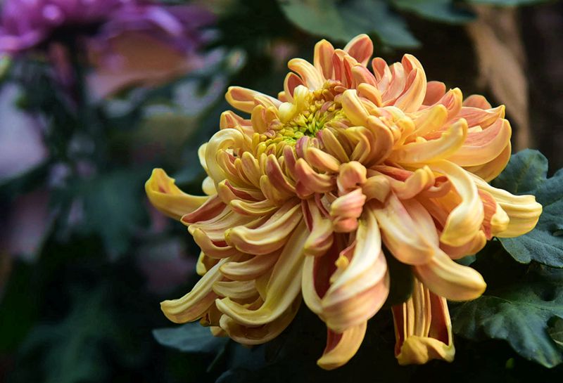 DSC_1934.JPG