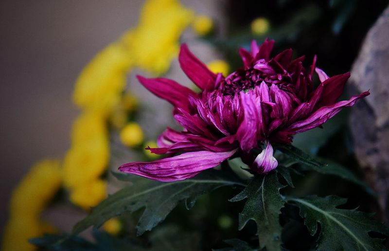 DSC_3293.JPG