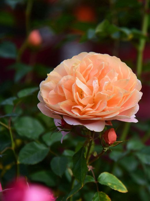 DSC_4923.JPG