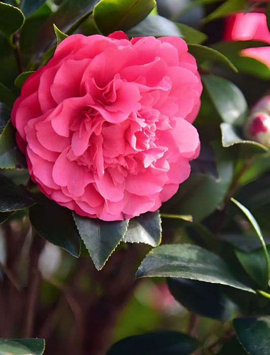 DSC_4931.JPG