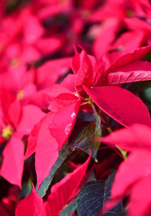 DSC_4936.JPG