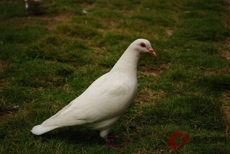DSC_0085.jpg