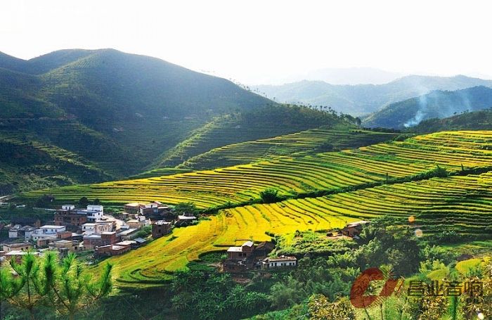 平山梯田3.jpg