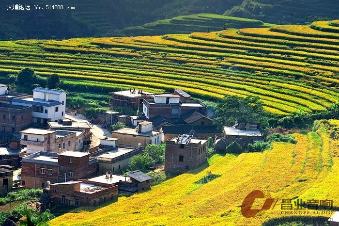 坪山梯田1.jpg