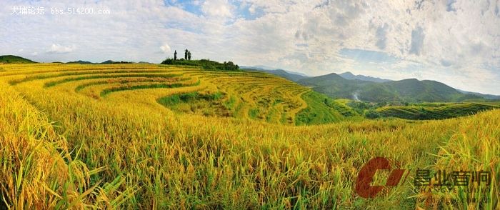 平山梯田5.jpg