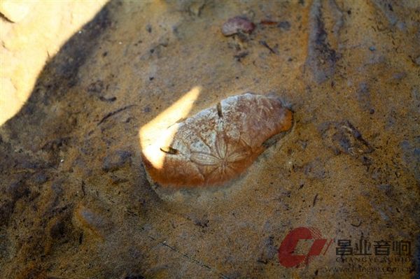 野柳地质4.jpg