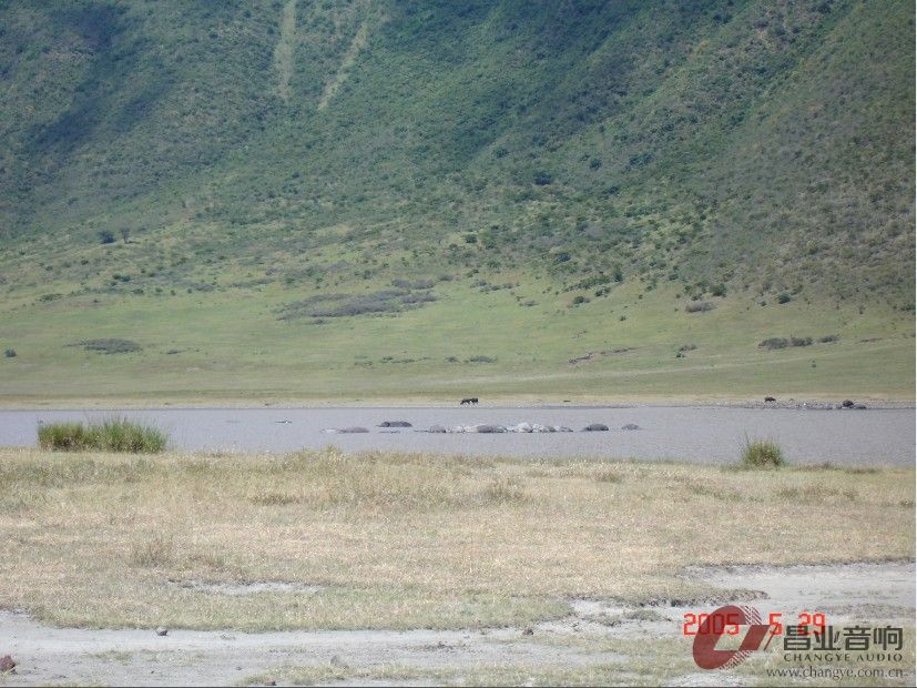 河马.jpg