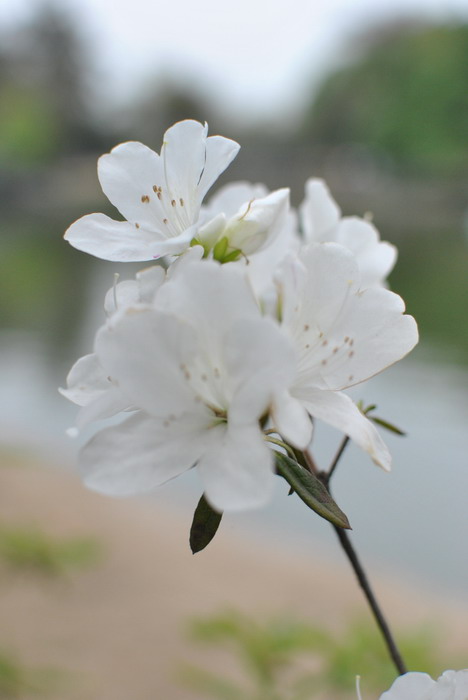 DSC_1196.jpg