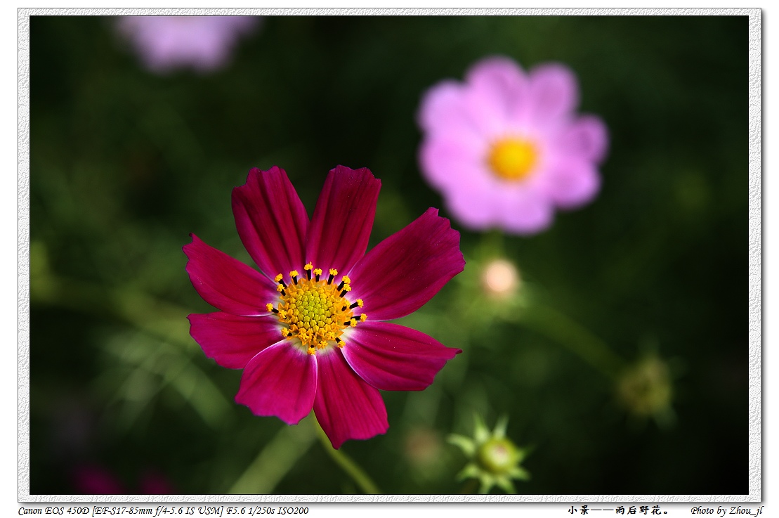 IMG_1816ms.jpg