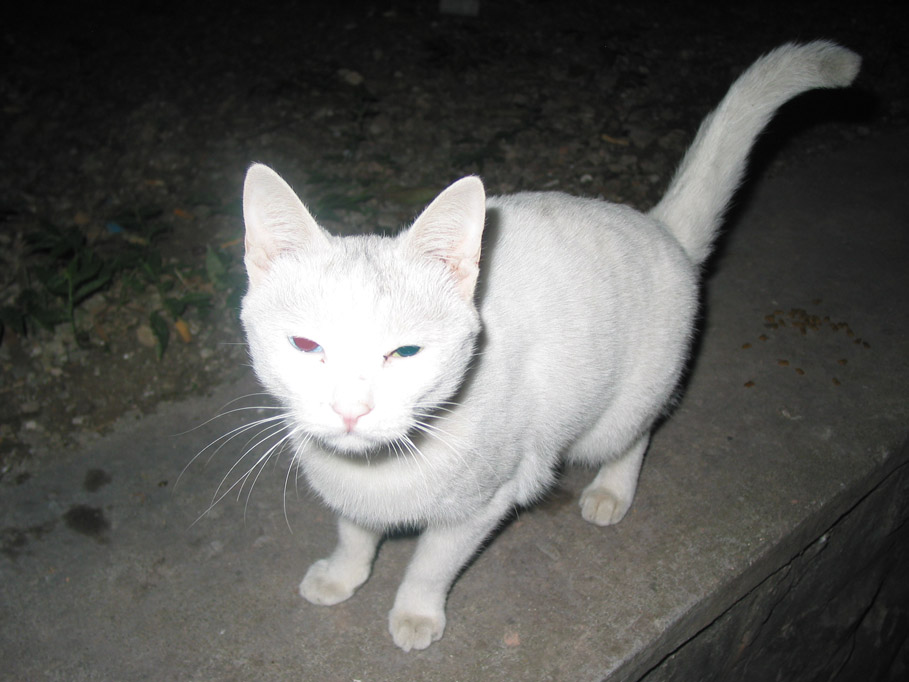 流浪猫“鸳鸯眼”.jpg
