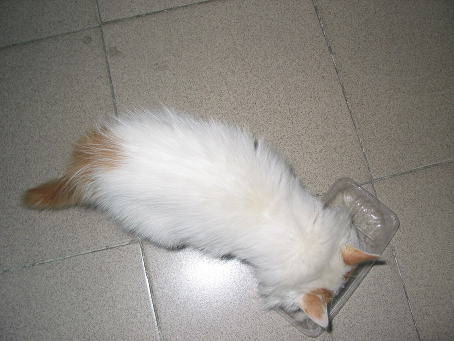 享受美食中.jpg