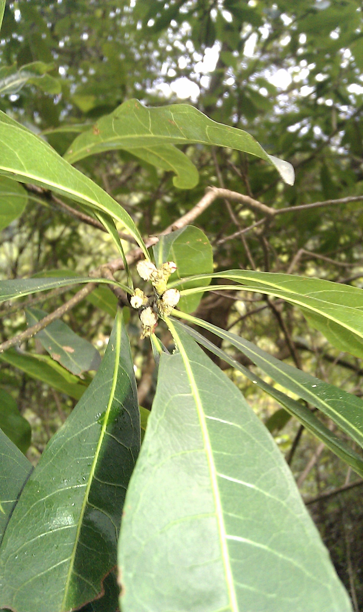 IMAG0161.jpg