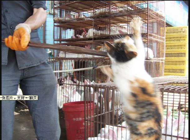 猫5.jpg