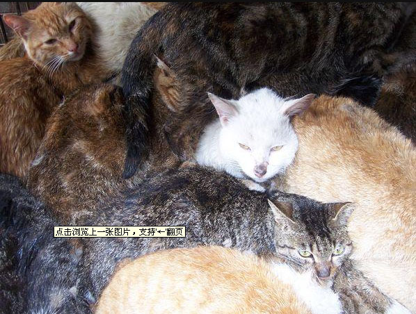 猫4.jpg