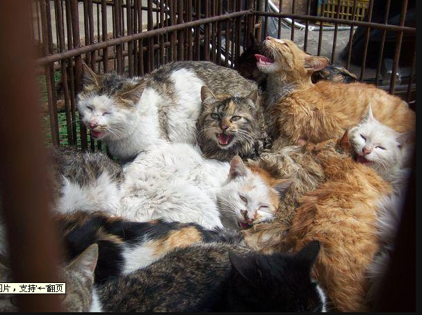猫6.jpg