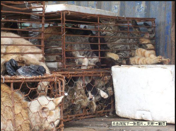 猫14.jpg