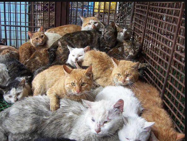 猫3.jpg