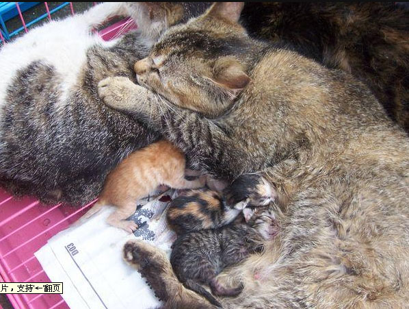 猫2.jpg