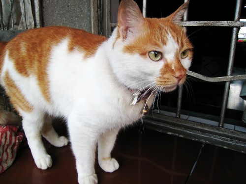 就是它，不吃鱼的猫