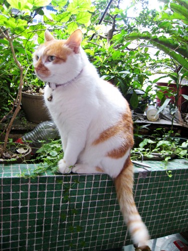 就是它，不吃鱼的猫