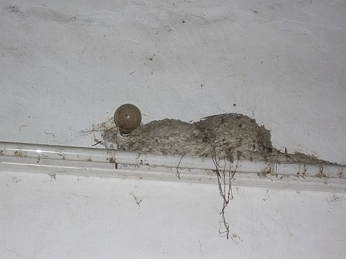 p1030142_conew1.jpg