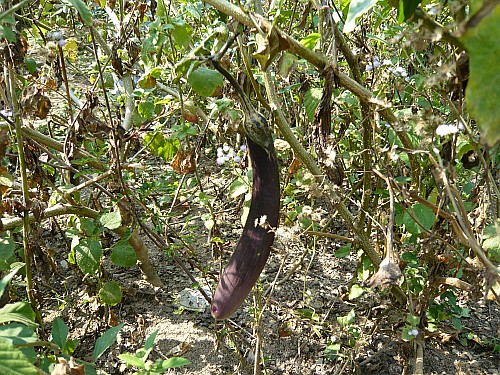 p1030177_conew1.jpg