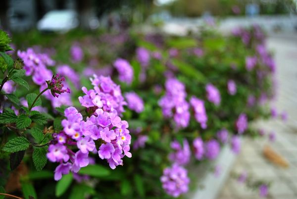 DSC_0644.jpg