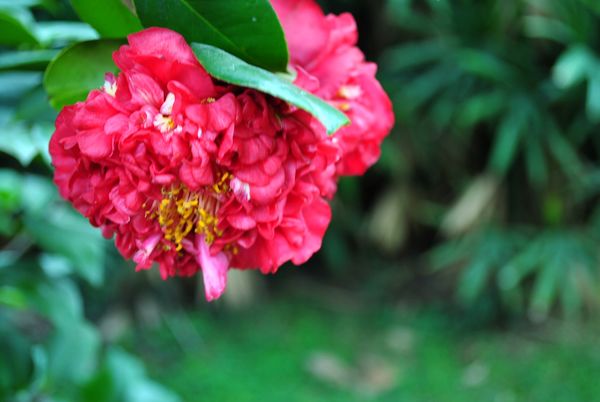 DSC_0641.jpg