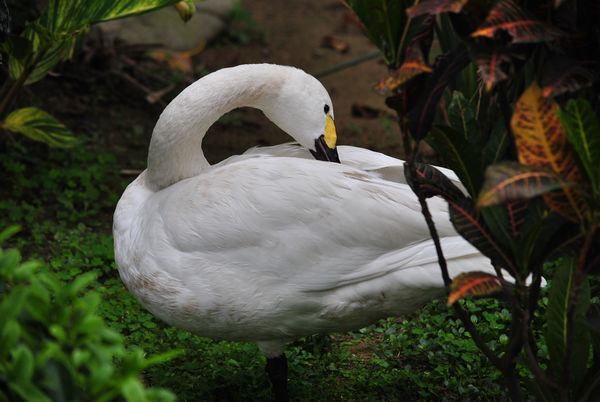DSC_0866.jpg