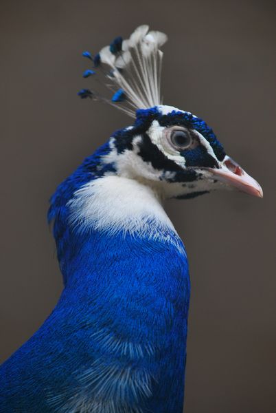 DSC_0921.jpg