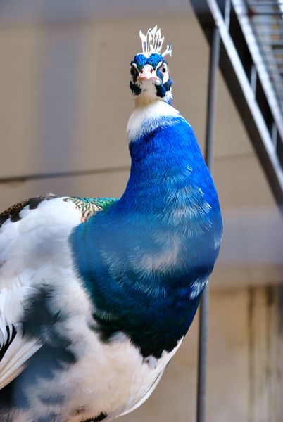 DSC_0943.jpg