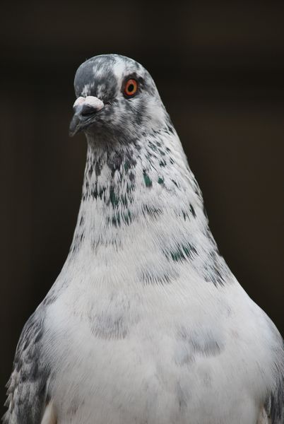 DSC_0913.jpg