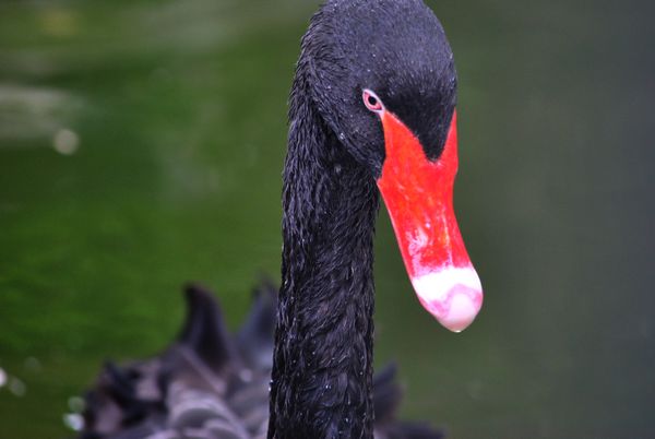 DSC_0977.jpg