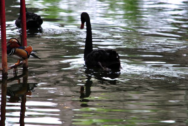 DSC_0955.jpg