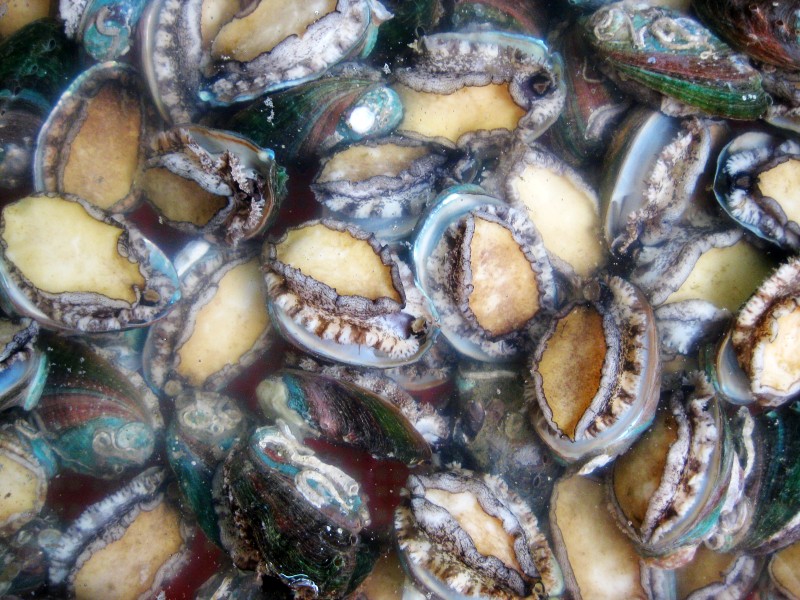 珍珠鲍鱼 .JPG