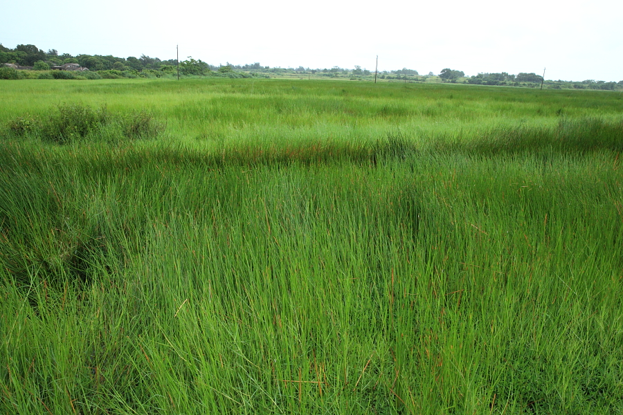 DPP_0182.JPG