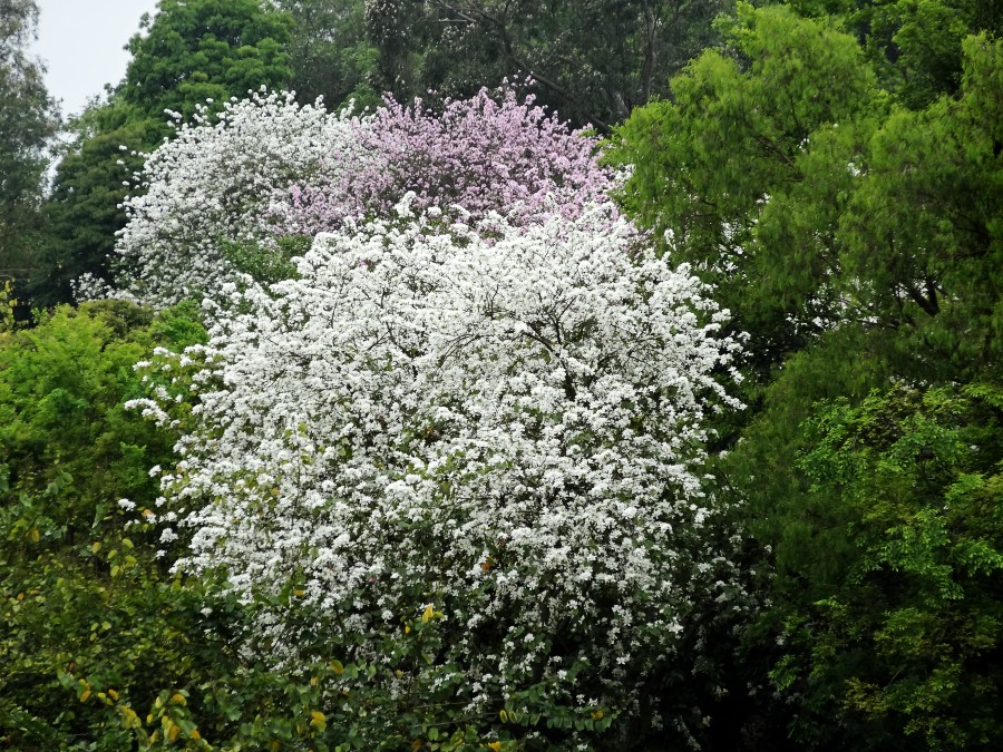胜似樱花  (4).JPG
