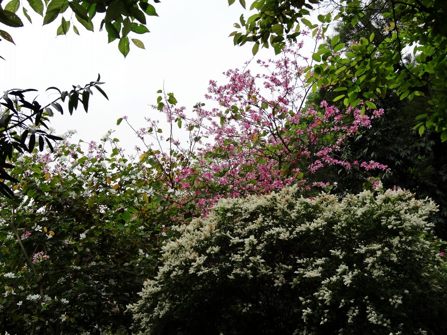 胜似樱花  (2).JPG