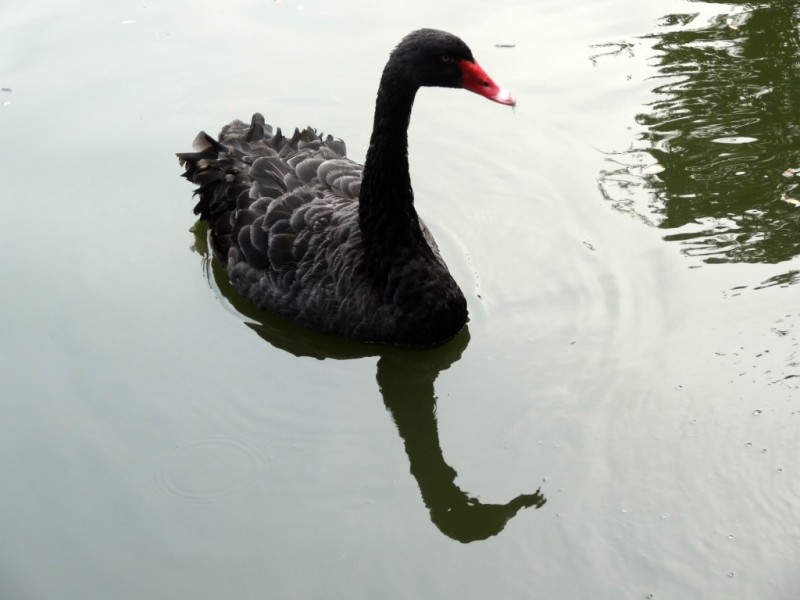 黑天鹅  (5)_conew1.JPG