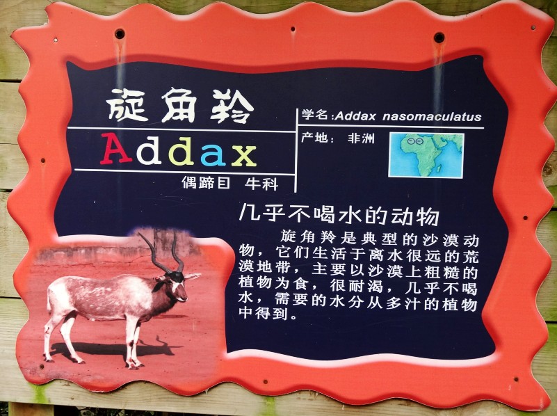 旋角羚  (1).JPG