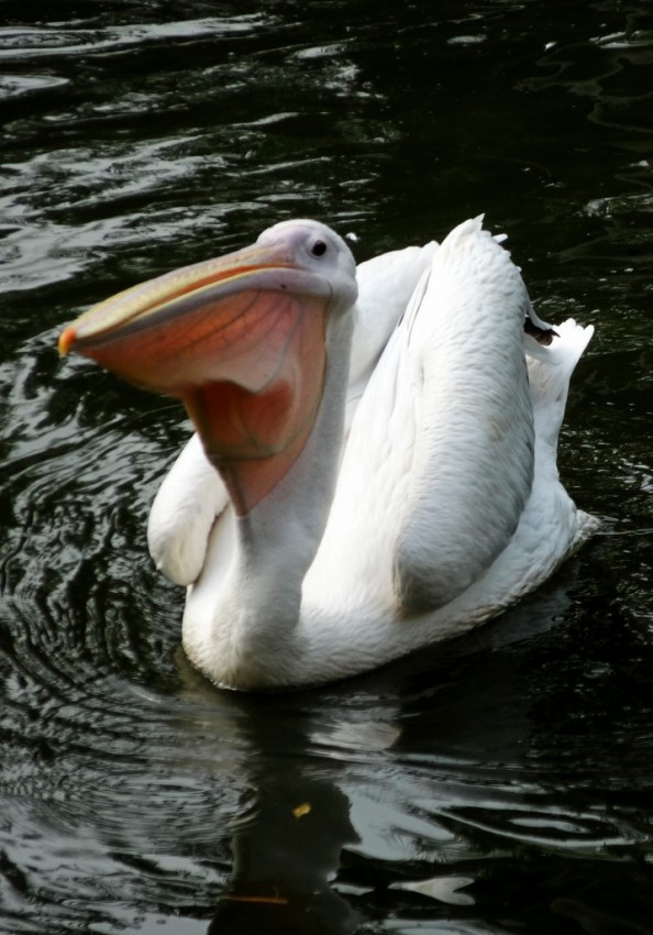 鹳B (1)_conew1.JPG