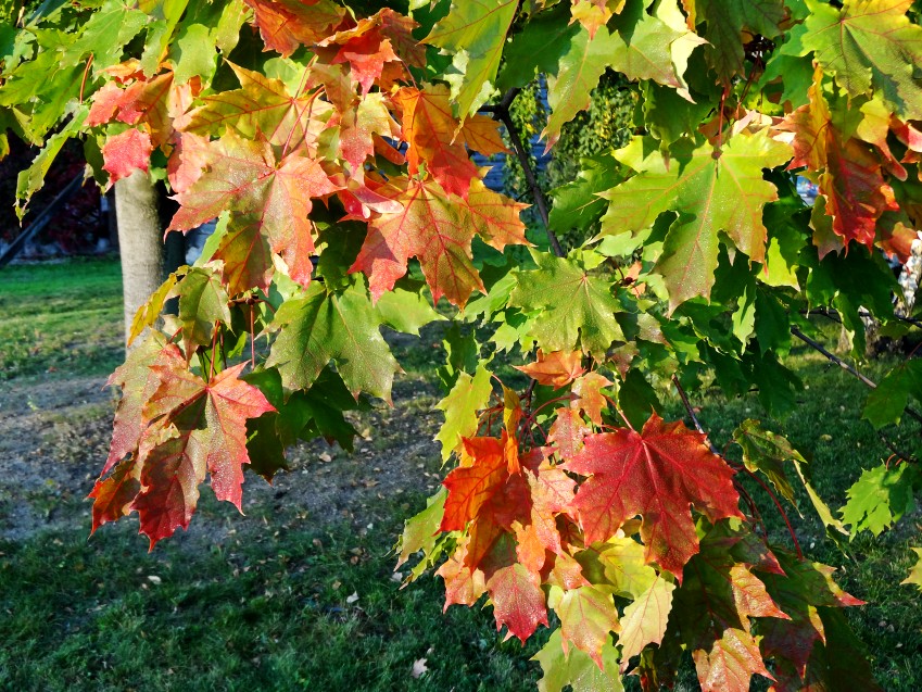 DSC00943_conew1.JPG