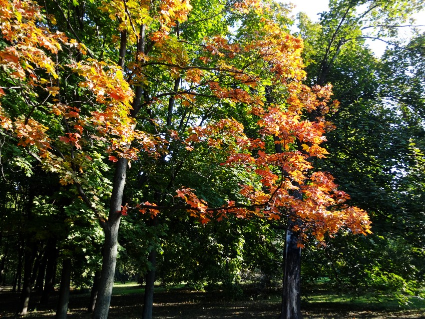 DSC00961_conew1.JPG