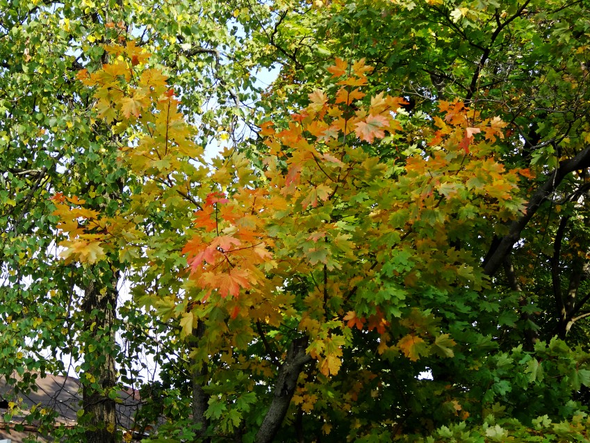 DSC00280_conew1.JPG