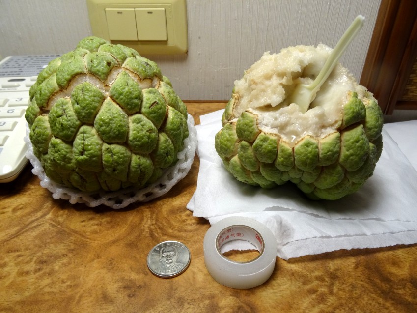 DSC02180_conew1.jpg
