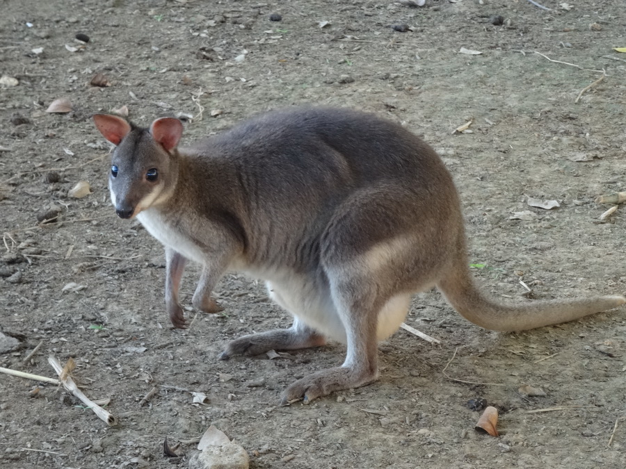 DSC02170_调整大小.JPG
