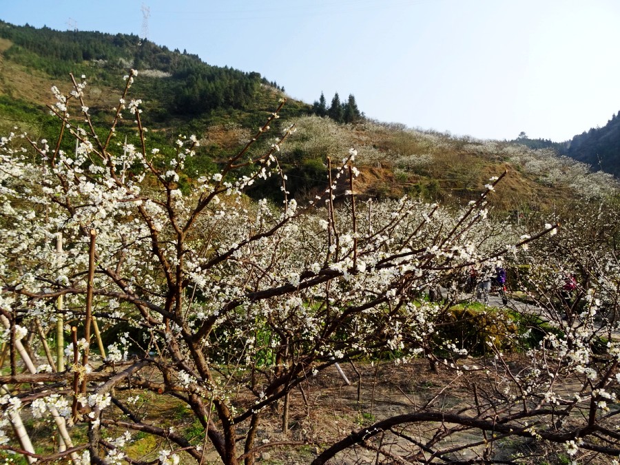DSC04062_调整大小_conew1.JPG